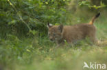 Euraziatische lynx (Lynx lynx)