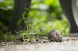 Brown rat (Rattus norvegicus)