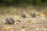 Brown rat (Rattus norvegicus)