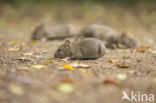 Brown rat (Rattus norvegicus)