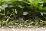 Brown rat (Rattus norvegicus)