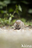 Brown rat (Rattus norvegicus)