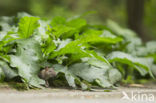 Brown rat (Rattus norvegicus)