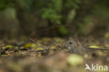 Brown rat (Rattus norvegicus)