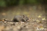 Bruine rat (Rattus norvegicus)