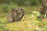 Rabbit (Oryctolagus cuniculus)