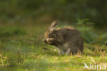 Rabbit (Oryctolagus cuniculus)