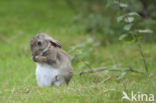 Rabbit (Oryctolagus cuniculus)