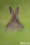 Rabbit (Oryctolagus cuniculus)