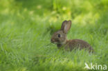 Rabbit (Oryctolagus cuniculus)
