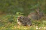 Rabbit (Oryctolagus cuniculus)