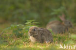 Konijn (Oryctolagus cuniculus)