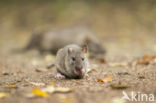 Brown rat (Rattus norvegicus)