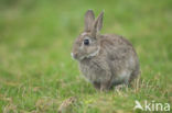 Rabbit (Oryctolagus cuniculus)