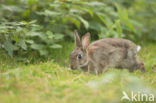 Konijn (Oryctolagus cuniculus)