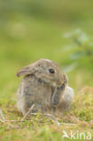 Rabbit (Oryctolagus cuniculus)