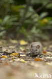 Brown rat (Rattus norvegicus)