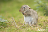 Rabbit (Oryctolagus cuniculus)
