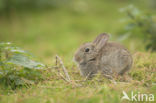 Konijn (Oryctolagus cuniculus)