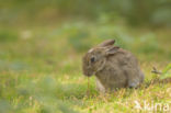 Rabbit (Oryctolagus cuniculus)