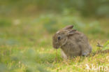 Konijn (Oryctolagus cuniculus)