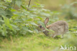 Konijn (Oryctolagus cuniculus)