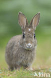 Rabbit (Oryctolagus cuniculus)