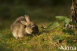 Konijn (Oryctolagus cuniculus)