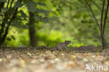 Brown rat (Rattus norvegicus)