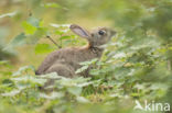 Rabbit (Oryctolagus cuniculus)