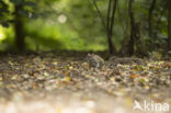 Brown rat (Rattus norvegicus)