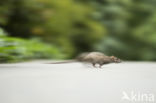 Bruine rat (Rattus norvegicus)