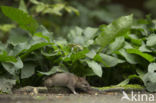 Bruine rat (Rattus norvegicus)