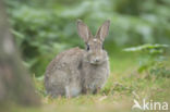 Rabbit (Oryctolagus cuniculus)