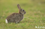 Rabbit (Oryctolagus cuniculus)