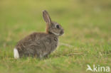 Konijn (Oryctolagus cuniculus)