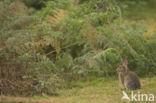 Rabbit (Oryctolagus cuniculus)