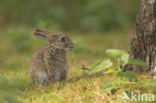 Konijn (Oryctolagus cuniculus)