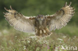 Eurasian Eagle-Owl (Bubo bubo)