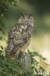 Eurasian Eagle-Owl (Bubo bubo)