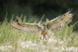 Eurasian Eagle-Owl (Bubo bubo)