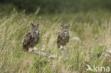 Eurasian Eagle-Owl (Bubo bubo)