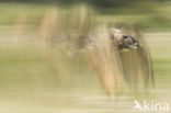 Eurasian Eagle-Owl (Bubo bubo)