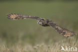 Eurasian Eagle-Owl (Bubo bubo)