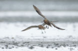 Bar-tailed Godwit (Limosa lapponica)