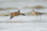 Bar-tailed Godwit (Limosa lapponica)