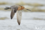 Bar-tailed Godwit (Limosa lapponica)