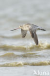 Rosse Grutto (Limosa lapponica)