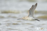 Bar-tailed Godwit (Limosa lapponica)