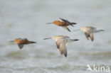 Rosse Grutto (Limosa lapponica)